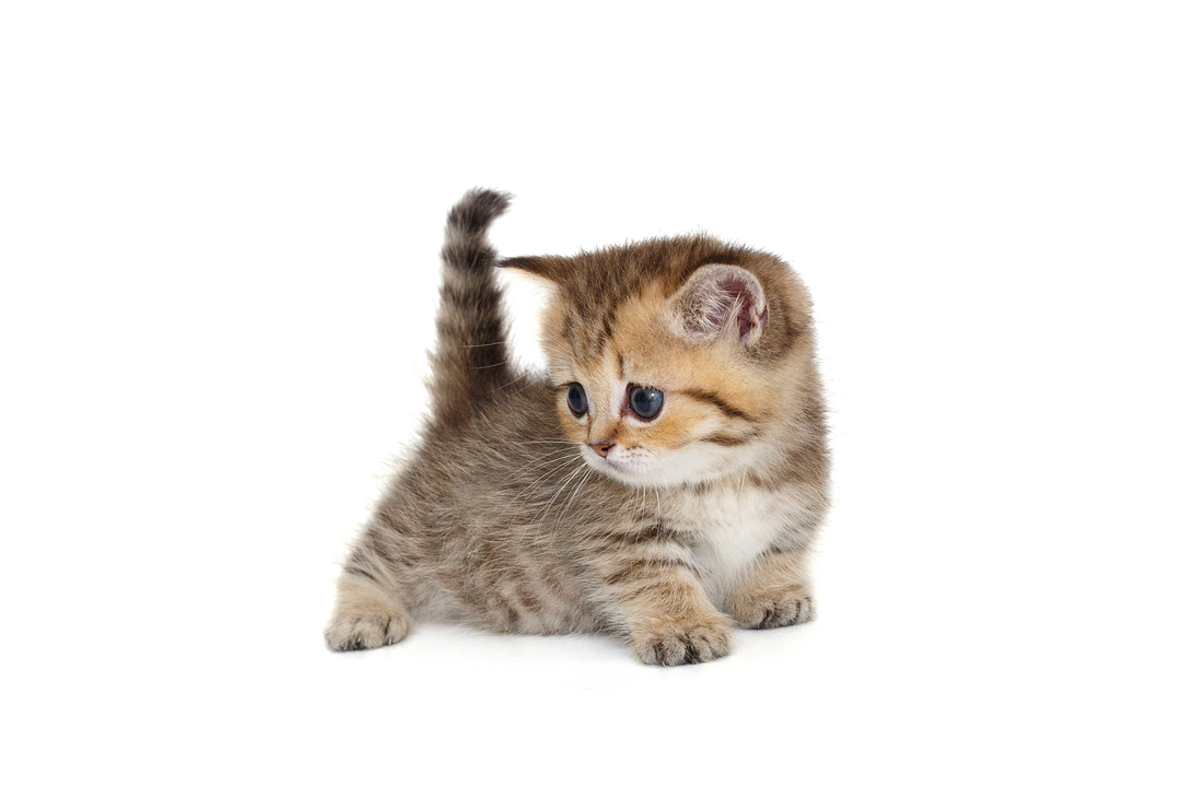 고양이