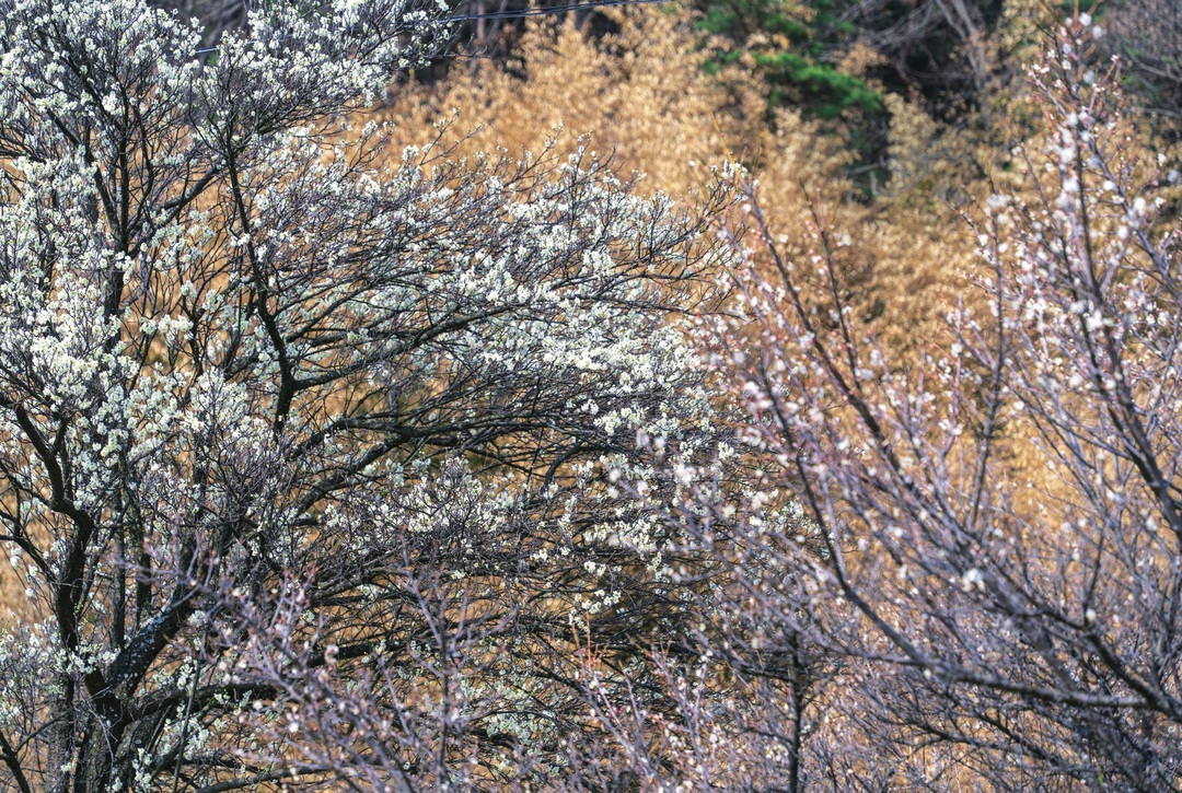 부여 진변리 마을의 봄, 부산서원 일대에 피어난 매화, 산수유 무리