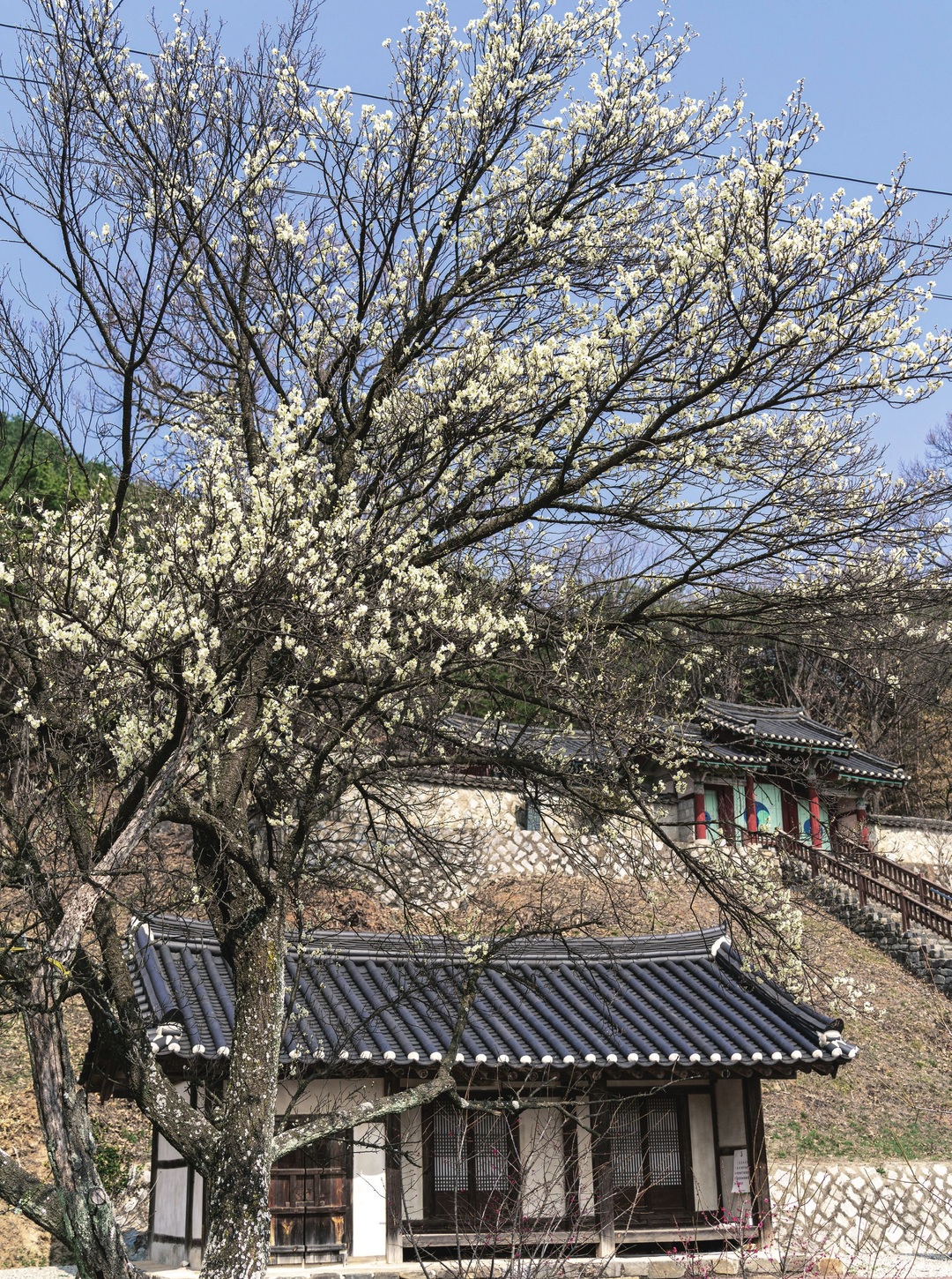 부산서원 앞의 ‘부여동매(충청남도 문화재자료 제122호)’. 이경여 선생이 명나라에 사신으로 갔다가 가져온 매화나무 3그루 중 두 그루는 죽고, 한 그루는 일제강점기에 불에 탔는데 그 뿌리에서 싹이 나 자란 것이 현재의 동매라고 전해진다.