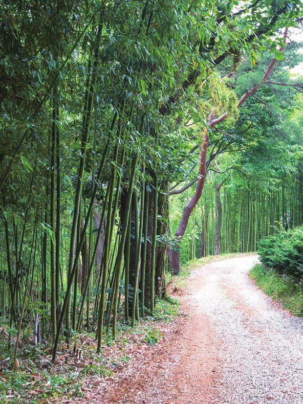 아홉산숲