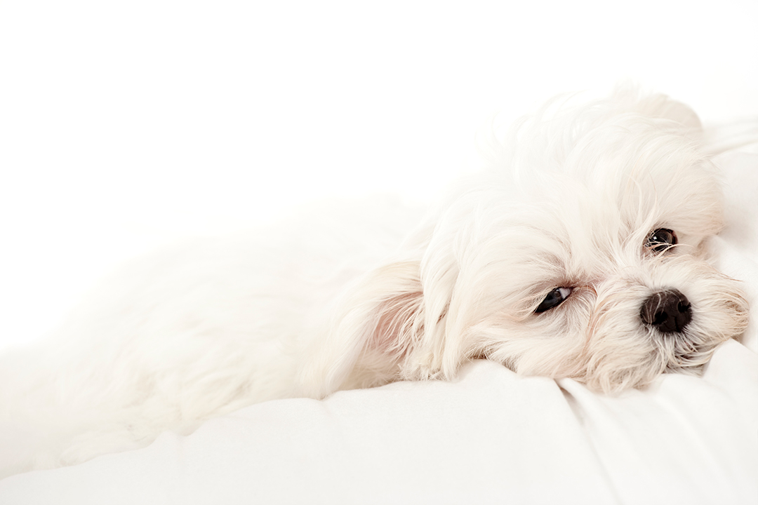 졸린 강아지 사진