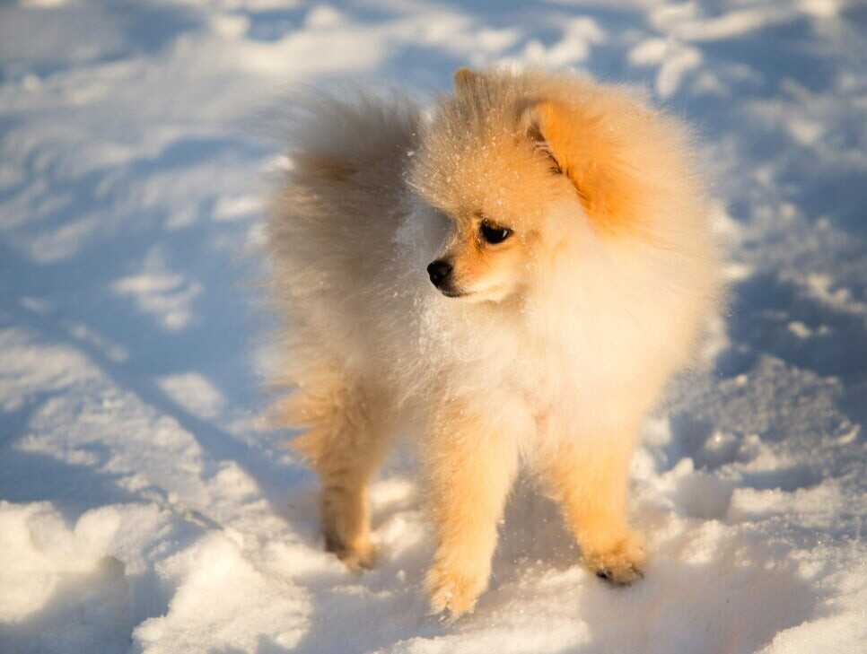 눈위의 개 사진