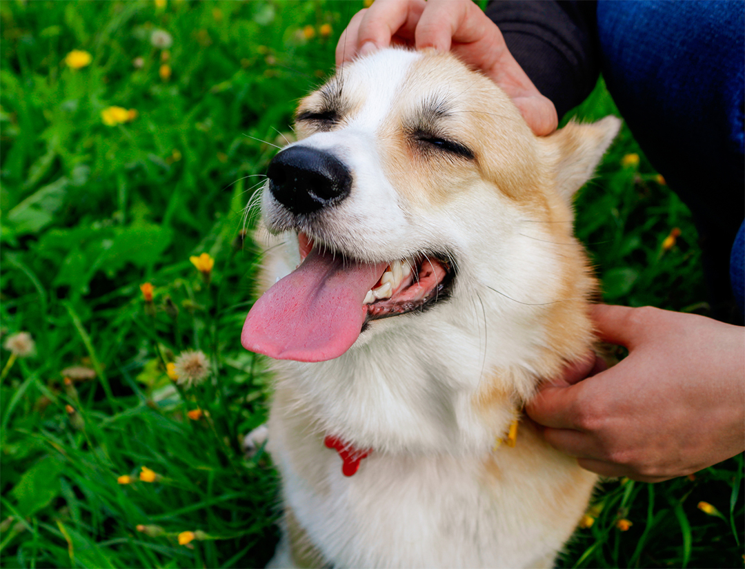 개를 쓰다듬어 주는 사진
