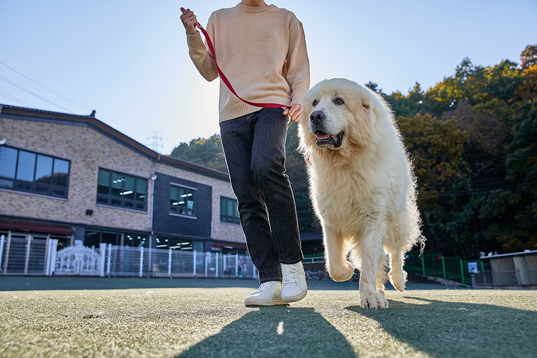 개를 산책시키는 모습