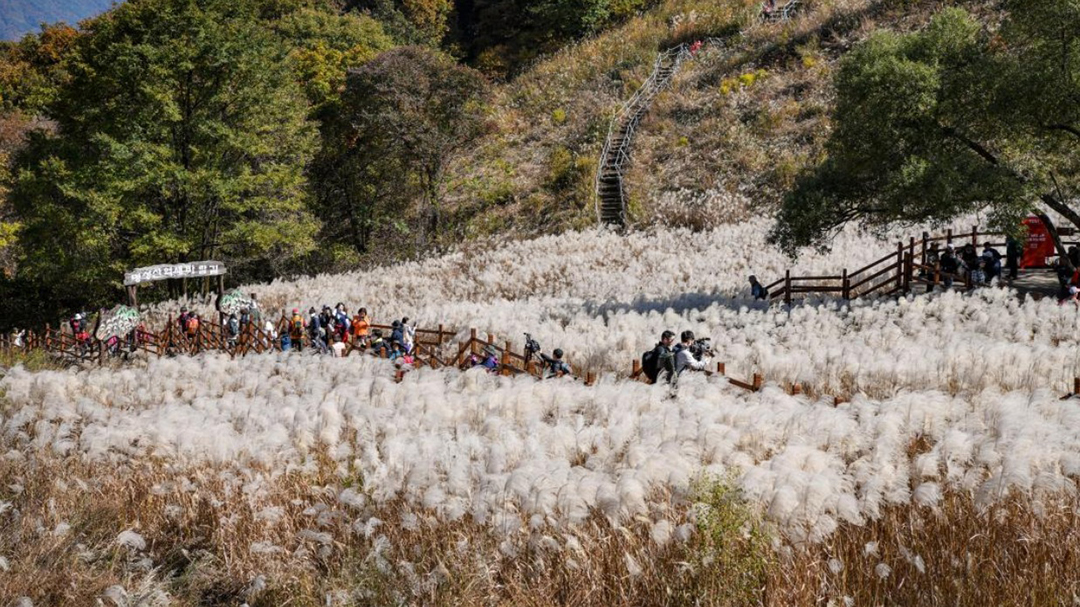 산정호수 명성산 억새꽃축제
